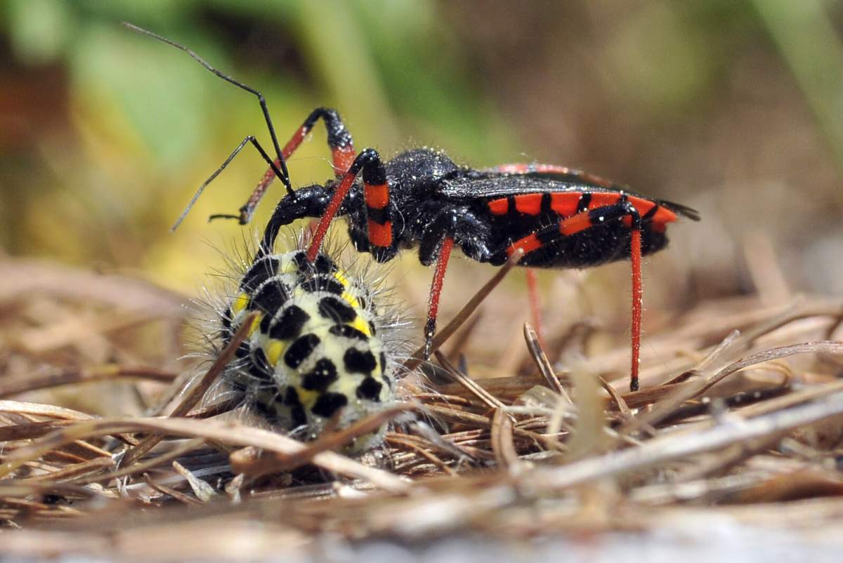 Rhynocoris annulatus credo con preda
